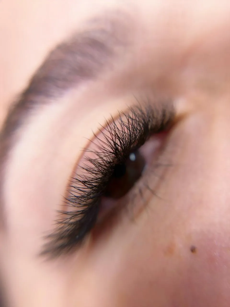 Egyptian Fox Eye