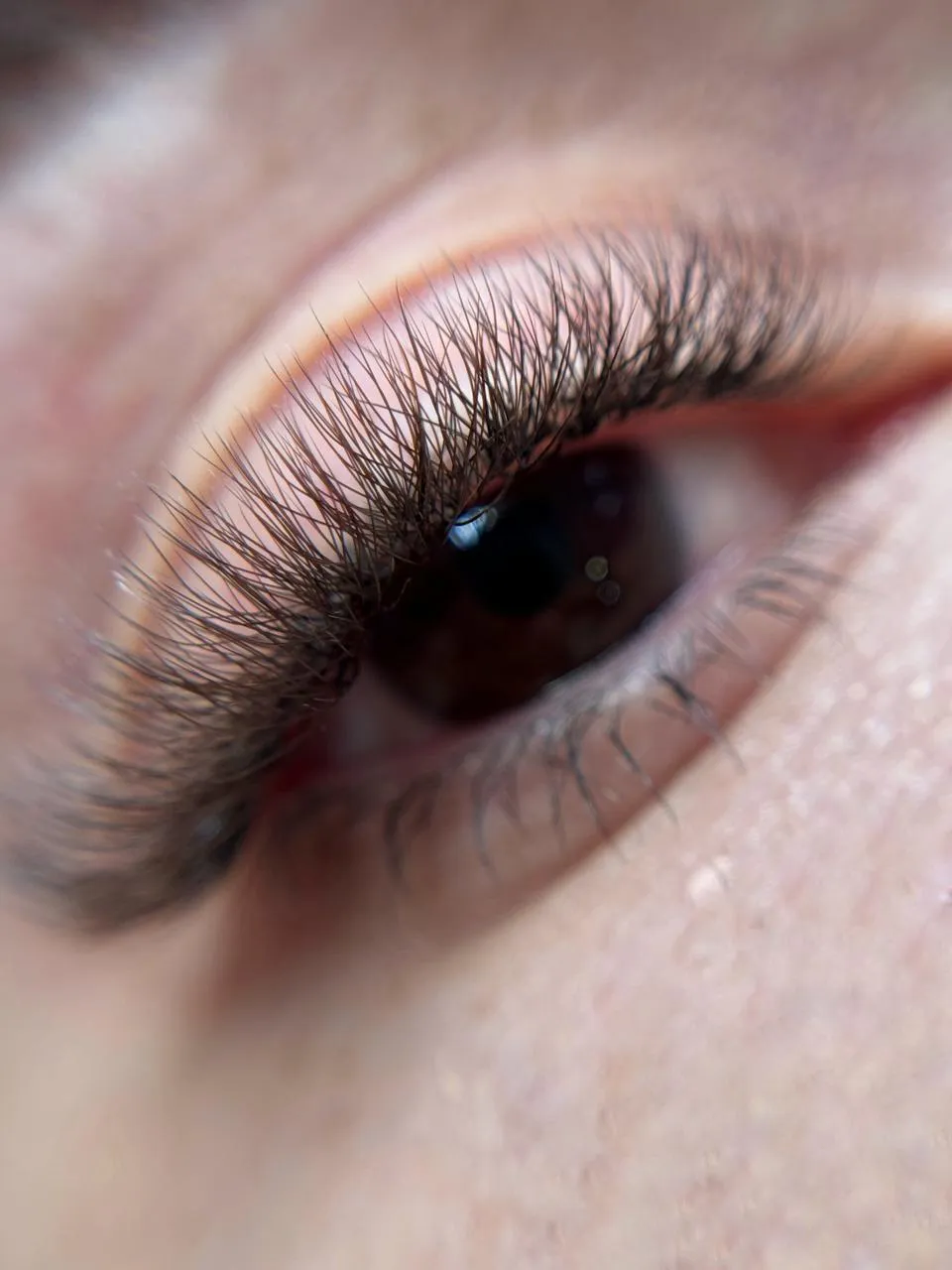 Egyptian Brown/Black